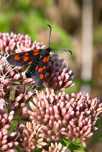 Papillon,Zygne,Pyrnes