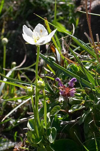 Parnassie des marais, Parnassia palustris, Pyrnes, valle de Campan, aot 2005