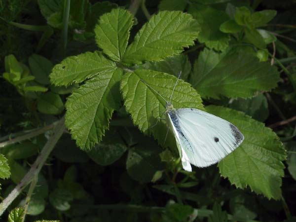 Papillon,Piride du chou,Bretagne