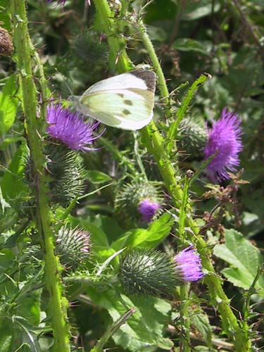 Papillon,Piride du chou,Bretagne