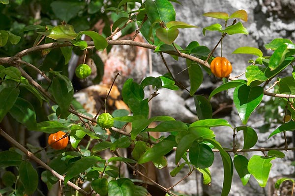 Pitanga du Brsil, Eugenia uniflora, Jardim do Mar