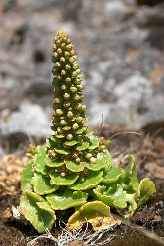 Nombril de Vnus, Umbilicus rupestris, Pico Grande