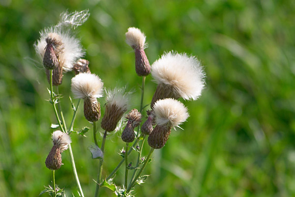 Plumets de chardons, Cirsium, Ile de France, 19 septembre 2004