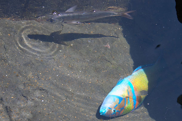 Ponta de Sao Jorge, poissons