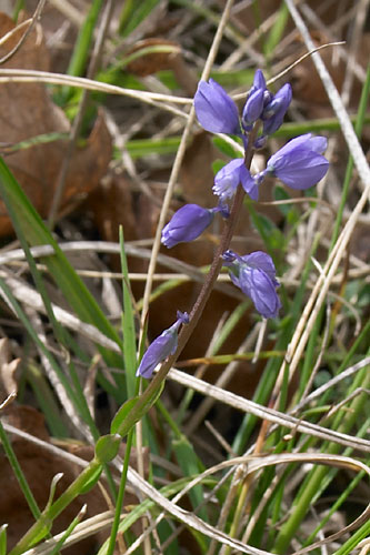 Polygala commun, Polygala vulgaris, Gers, 19 avril 2004