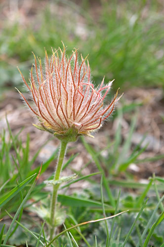 Pulsatille en fruits, Pulsatilla, Pyrnes, 20 juillet 2004