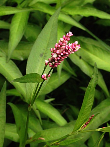 Renoue persicaire, Polygonum persicaria, Ctes d'armor, juillet 2003