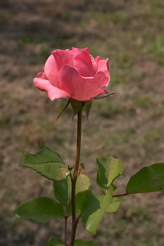 Rose cultive, Rosa, Ctes d'Armor, Bretagne, juillet 2005