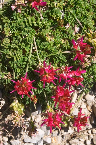 Sainfoin des Pyrnes, Onobrychis Pyrenaica, Pyrnes, Mondoto (Aragon), aot 2006