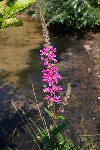 Salicaire commune, Lythrum salicaria, Ile-de-France, juillet 2006