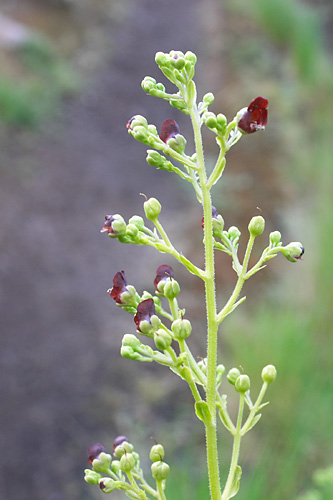 Scrophulaire, Scrophularia, Pico Grande