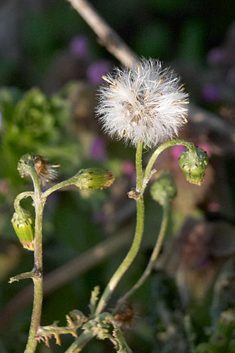 Sneon commun, Senecio vulgaris, Cergy(95), 28 mars 2004