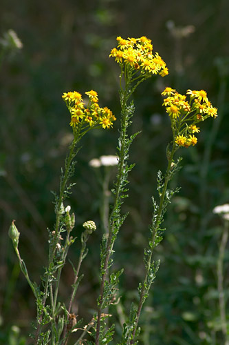 Sneon jacobe, Senecio jacobaea, Cergy (95), 2 juillet 2005