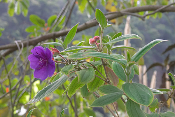 Tibouchine du Brsil, Tibouchina semidecandra, Cte Nord-Est