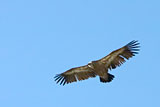 Vautour fauve 
