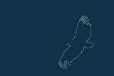silhouette vautour