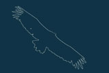 silhouette vautour