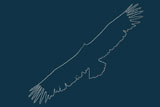 silhouette vautour