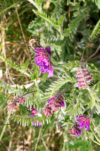Vesce, Vicia villosa, Massif de Montseny (Catalogne), mai 2006
