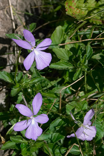 Violette cornue, Viola cornuta, Pyrnes, valle de Campan, aot 2005