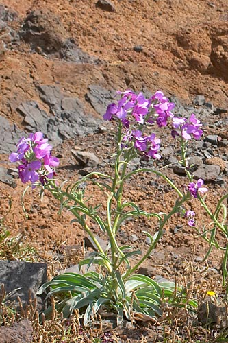 Viollier de Madre, Matthiola maderensis, Ponta de Sao Loureno