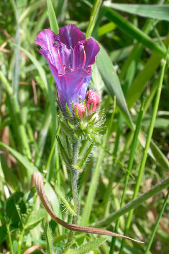 Viprine commune, Echium vulgare, Pico Grande