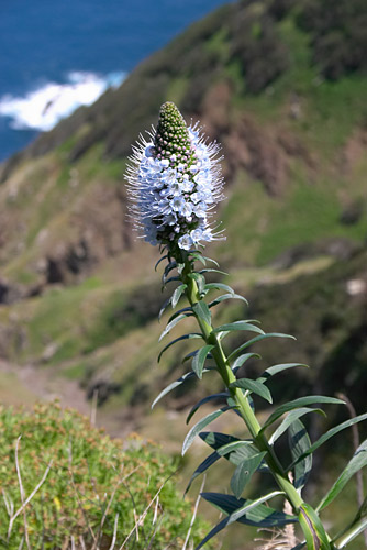 Viprine lgante, Echium nervosum, Cte Nord-Est